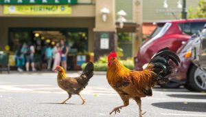 jungle fowl - hawaii
