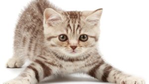 kitten