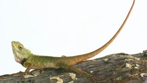 koadhu