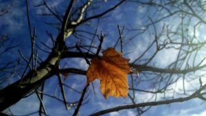 leaf