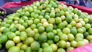 lemon
