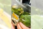 live frog in lettuce packet in Australia