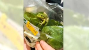 live frog in lettuce packet in Australia