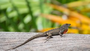 lizzard