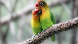 lovebird
