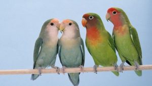 Rosy-faced / Peach-faced Lovebirds