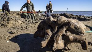 mammoth-bones-from-siberia