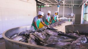 ފެލިވަރު މަސް ކާރުހާނާގައި   މަސްބަންދުކުރަނީ -ފޮޓޯ: މިފްކޯ: