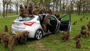 monkey