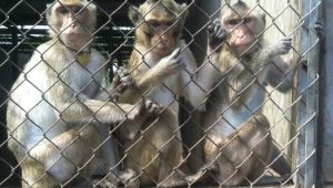 monkey