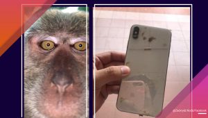 monkey-selfies-on-lost-phone