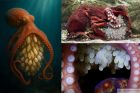 mother octopus guarding eggs