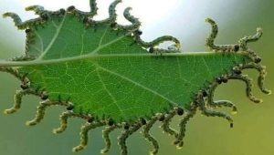 natural wonders