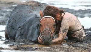 nicole grahama - horse astro - australia