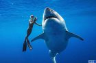 oceanic whitetip shark