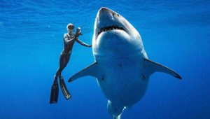 oceanic whitetip shark