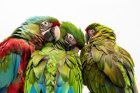 parrot