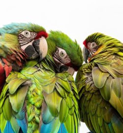 parrot