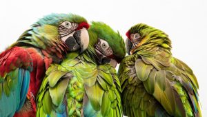 parrot