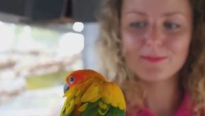 parrot support