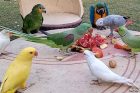 parrots