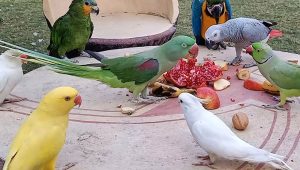 parrots