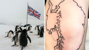 penguin