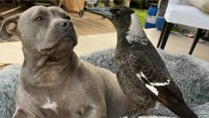 pet