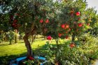 pomegranate-