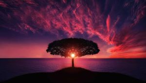 purple-tree-1