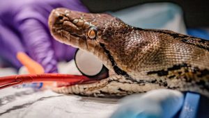 python - cancer - UK