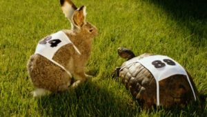rabbit