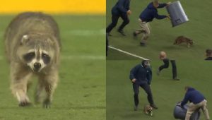 raccoon