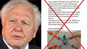 red black ants david attenborough