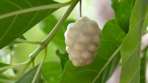 ripe-noni-fruit