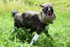 robot wolf - Japan