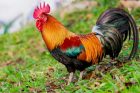 rooster jungle fowl chicken