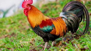 rooster jungle fowl chicken
