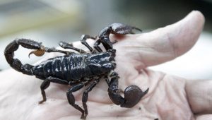 scorpion
