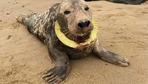 seal