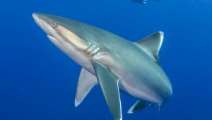 shark