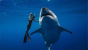 shark