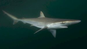sharpnose shark