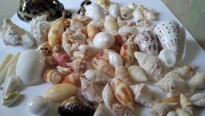 shells