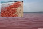 shrimp - Oman