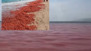 shrimp - Oman