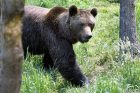 slovakia poland greenpeace carpathian brown bear