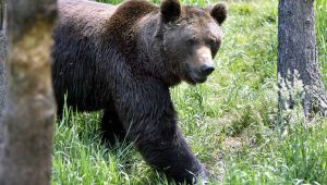 slovakia poland greenpeace carpathian brown bear