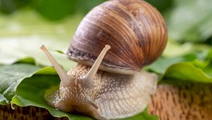 snail 1