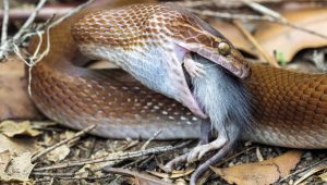 snake
